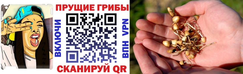 OMG маркетплейс купить наркотики сайты Шатура Галлюциногенные грибы Psilocybine cubensis
